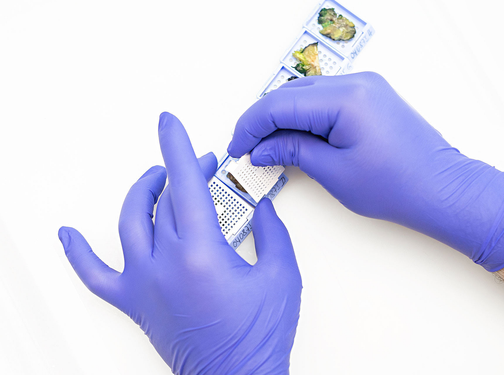 Mitarbeiterin der Pathologie führt im neuen molekularpathologischen Labor in Kempten eine molekularpathologische Untersuchung durch