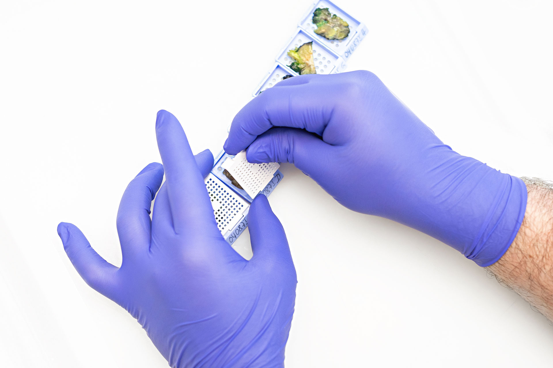 Mitarbeiterin der Pathologie führt im neuen molekularpathologischen Labor in Kempten eine molekularpathologische Untersuchung durch